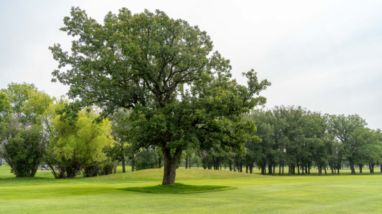 EARLY REGISTRATION (21)